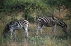 two zebras