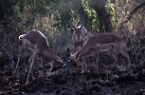 impalas fighting