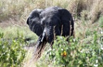 an elephant in a mud bath
