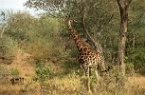giraffe in camouflage