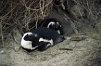African penguins on Robben Island