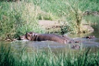hippos in South Africa