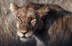 a lioness, South Africa