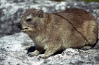 a dassie (hyrax) on table mountain