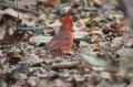 A red bird in Central Park